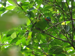 Cyclopsitta diophthalma