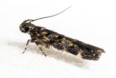 Chionodes bicostomaculella