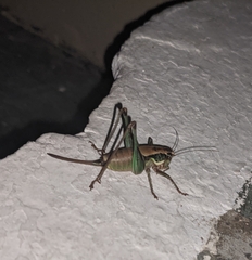 Eupholidoptera cephalonica