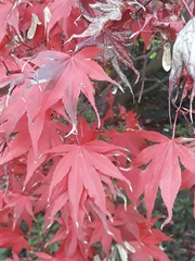 Acer japonicum