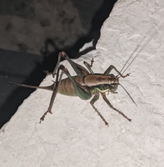 Eupholidoptera cephalonica