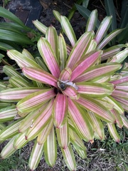 Bromelioideae