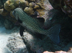 Plectorhinchus chaetodonoides