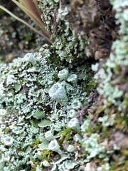 Cladonia pyxidata