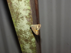 Hypocysta irius