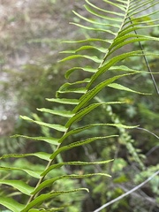 Nephrolepis