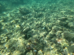 Acanthurus olivaceus