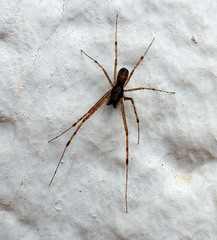Linyphiidae