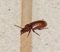 Physea setosa