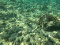 Acanthurus olivaceus