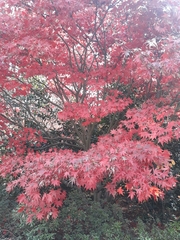 Acer japonicum