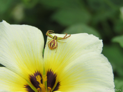 Misumenops maculissparsus