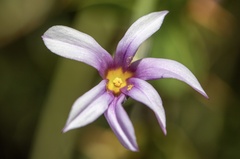 Sisyrinchium rosulatum