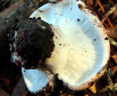 Hypomyces lateritius
