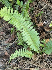 Nephrolepis cordifolia