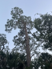 Pinus elliottii