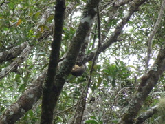 Ptiloris victoriae