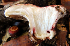 Hypomyces lateritius