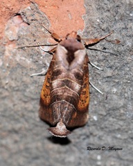 Marthula multifascia