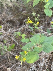 Triumfetta semitriloba