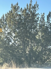 Juniperus occidentalis