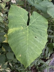 Xanthosoma sagittifolium