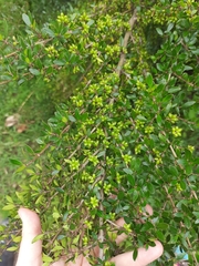 Coprosma ×cunninghamii