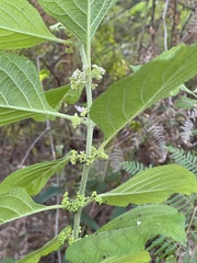 Trema micrantha
