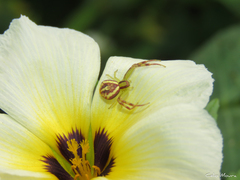 Misumenops maculissparsus