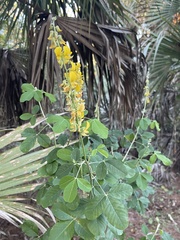 Crotalaria