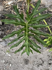 Philodendreae