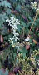 Filipendula ulmaria