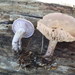 Clitocybe violaceifolia - Photo (c) pinonbistro, some rights reserved (CC BY-SA), uploaded by pinonbistro