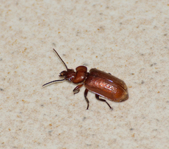 Physea setosa