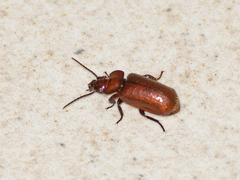 Physea setosa