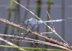 Orthetrum boumiera