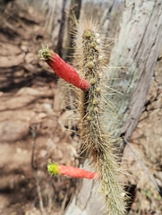 Cleistocactus smaragdiflorus