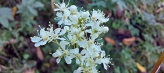 Filipendula ulmaria