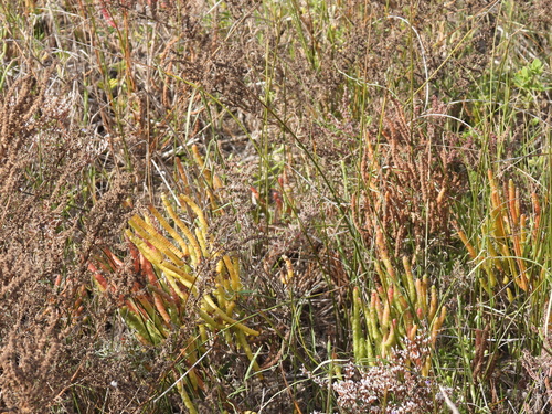 Image of Salicornia bigelovii by no rights reserved