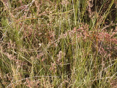 Brephidium exilis