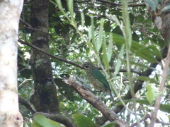 Ailuroedus maculosus