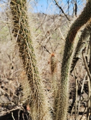 Cleistocactus smaragdiflorus