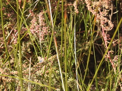 Brephidium exilis