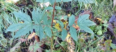 Filipendula ulmaria