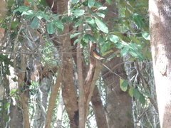 Symposiachrus trivirgatus