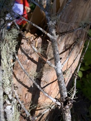 Bryoria pseudofuscescens