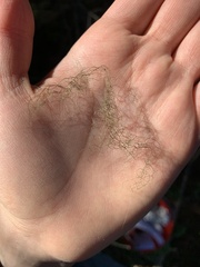 Bryoria pseudofuscescens