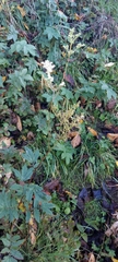 Filipendula ulmaria