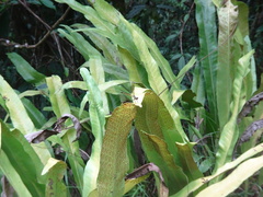 Diphlebia euphoeoides