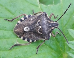Codophila varia